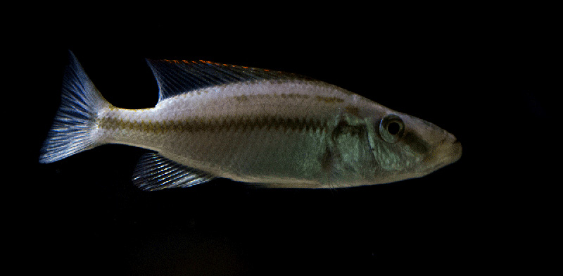 Dimidiochromis compressiceps MG 1019