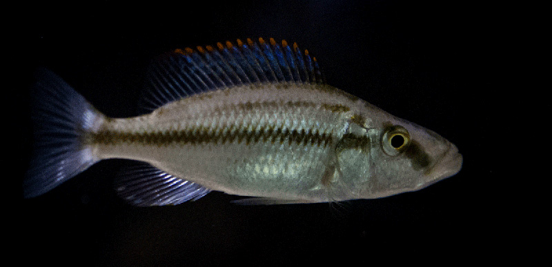 Dimidiochromis compressiceps MG 1020