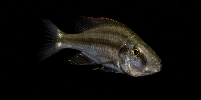 Dimidiochromis compressiceps MG 1058