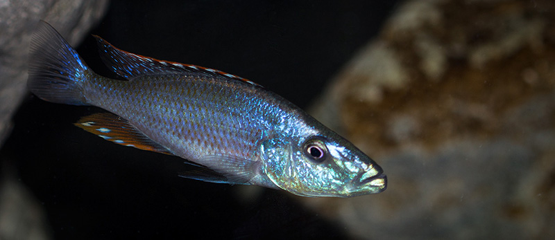 farbe Dimidiochromis compressiceps MG 1526