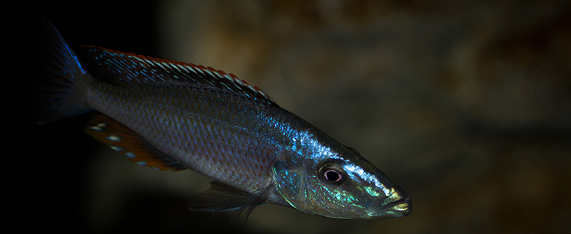 farbe Dimidiochromis compressiceps MG 1528