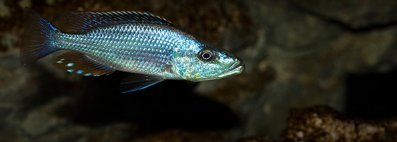 farbe Dimidiochromis compressiceps MG 1530