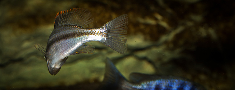 hinten Dimidiochromis compressiceps MG 0778