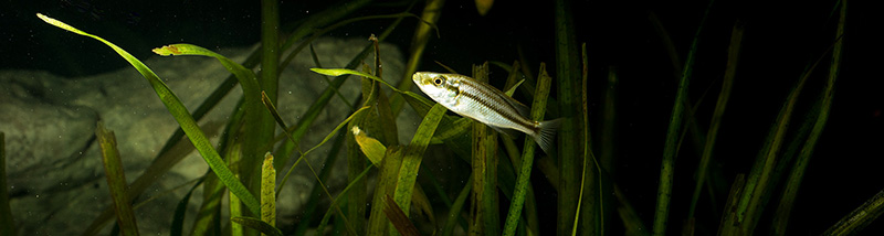 jung Dimidiochromis MG 6426