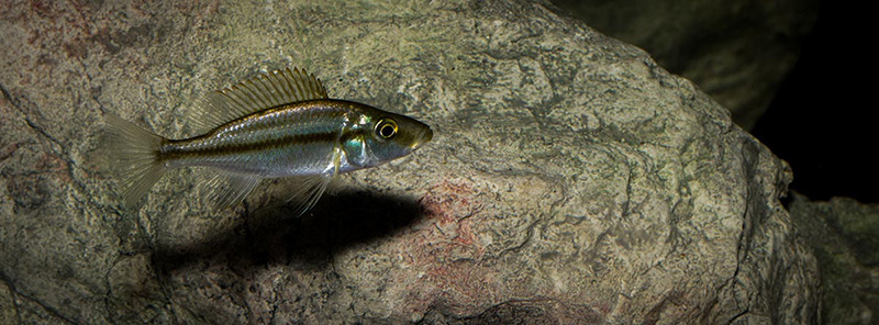 jung Dimidiochromis compressiceps MG 6065