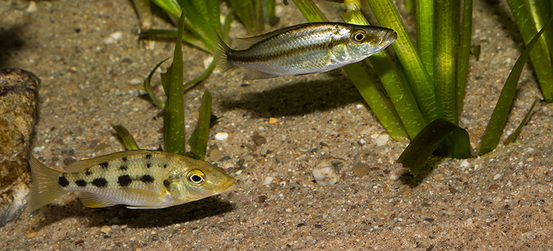 jung Dimidiochromis compressiceps MG 9984