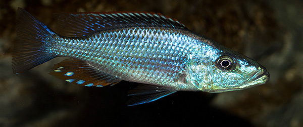 start Dimidiochromis compressiceps MG 1530
