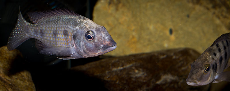 Fossorochromis rostratus (m)