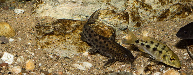 Fossorochromis rostratus & Synodontis Njassae