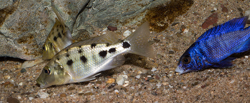 Fossorochromis rostratus & Placidochromis phenochilus Mdoka
